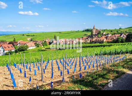 Plantage von neuen Reben und Blick auf Hunawihr Dorf im Elsass, Frankreich, umgeben von grünen Weinbergen im Sommer Stockfoto