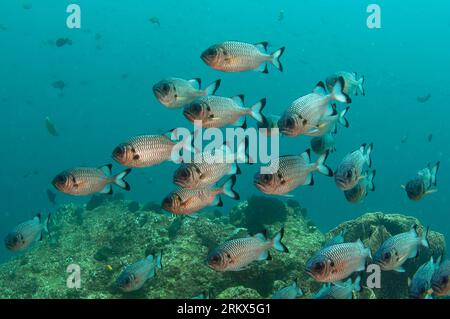 Schule von Schattenflossen Soldierfish, Myripristis adusta, Blue Magic Tauchplatz, Dampier Straits, Raja Ampat, West Papua, Indonesien Stockfoto
