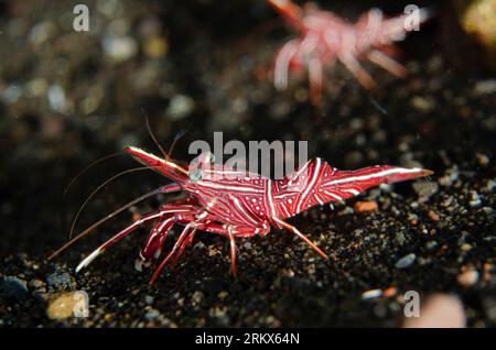 Dancing Shrimp, Rhynchocinetes durbanensis, Ghost Bay Tauchplatz, Amed, Karangasem, Bali, Indonesien Stockfoto