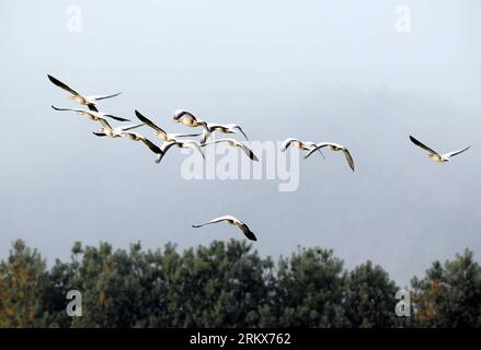 Bildnummer: 58906452  Datum: 11.12.2012  Copyright: imago/Xinhua (121211) -- HUIZE, Dec. 11, 2012 (Xinhua) -- Photo taken on Dec. 11, 2012 shows a flock of bar-headed geese flying over the woods at national nature reserve of black-necked cranes in Huize County, southwest China s Yunnan Province. (Xinhua/Yang Zongyou) (zz) CHINA-YUNNAN-HUIZE-RARE BIRDS(CN) PUBLICATIONxNOTxINxCHN Natur Tiere Vogel Kranich xas x0x 2012 quer      58906452 Date 11 12 2012 Copyright Imago XINHUA  Huize DEC 11 2012 XINHUA Photo Taken ON DEC 11 2012 Shows a Flock of Bar Headed Geese Flying Over The Woods AT National N Stock Photo