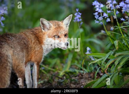 Nahaufnahme eines Rotfuchs (Vulpes vulpes) inmitten der Blauen Glocke im Frühjahr, Großbritannien. Stockfoto