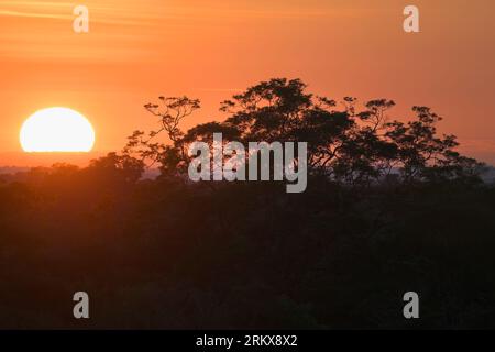 Sonnenaufgang über dem Adolpho Ducke Forest Reserve, Manaus, Amazonia State, Brasilien Stockfoto