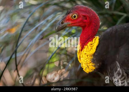 Ein lebendiges Foto aus der Nähe eines männlichen australischen Pinsel-Truthahns, der nach Insekten auf dem Waldboden kratzt, der aus meinem Versteck stammt. Stockfoto