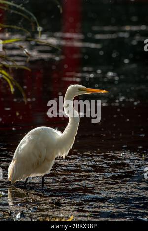 Ein mittelgroßer Egret mit Hintergrundbeleuchtung wird vom frühen Morgenlicht umrahmt, während Sie in einem flachen Teich in einem Naturschutzgebiet fischen. Stockfoto