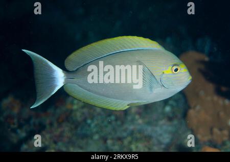 Yellowmask-Chirurg, Acanthurus mata, Nachttauchen, Pyramiden Tauchplatz, Amed, Karangasem, Bali, Indonesien Stockfoto