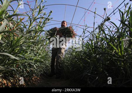 Bildnummer: 58923674 Datum: 16.12.2012 Copyright: imago/Xinhua (121216) -- GAZA, 16. Dezember 2012 (Xinhua) -- Ein palästinensischer Bauer pflückt am 16. Dezember 2012 Blumen auf einer Farm im südlichen Gazastreifen Rafah. Israel erlaubte es, Lastkraftwagen mit Gaza-Blumen und Erdbeeren zum israelischen Seehafen Ashdod zu bringen, um sie nach Europa zu exportieren. (Xinhua/Khaled Omar) MIDEAST-GAZA-FLOWERS PUBLICATIONxNOTxINxCHN Wirtschaft Gesellschaft Landwirtschaft Blumen Ernte x0x xds 2012 quer 58923674 Datum 16 12 2012 Copyright Imago XINHUA Gaza DEC 16 2012 XINHUA A PALÄSTINENSISCHER Landwirt zieht Blumen AUF einer Farm in T Stockfoto