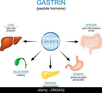 Gastrin hormone Function. Gastrointestinal hormone that affects Gastric acid secretion in stomach, aids in bile production in liver, pancreas induces Stock Vector