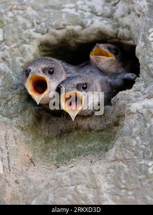 Sand martin (Riparia riparia), drei Jungvögel, Küken, die aus der Brutröhre schauen, mit weit offenen orangen Schnäbeln, die auf die Fütterung warten Stockfoto