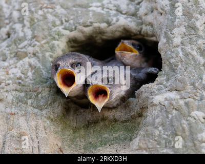 Sand martin (Riparia riparia), drei Jungvögel, Küken, die aus der Brutröhre schauen, mit weit offenen orangen Schnäbeln, die auf die Fütterung warten Stockfoto