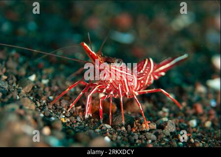 Dancing Shrimp, Rhynchocinetes durbanensis, Ghost Bay Tauchplatz, Amed, Karangasem, Bali, Indonesien Stockfoto