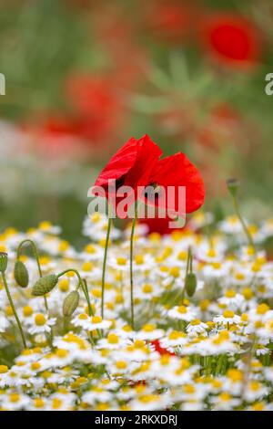 Mohnblumen und Kamillenblüten in der Landschaft, mit einer geringen Feldtiefe Stockfoto