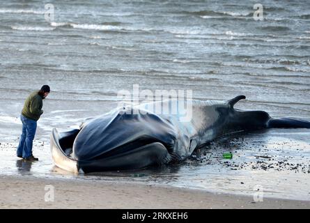 121227 -- NEW YORK, Dec. 27, 2012 Xinhua -- A beach working staff stands next to a deceased whale on the beach of Breezy Point in the Queens borough, New York, Dec. 27, 2012. The 60-foot finback whale died early Thursday after washing ashore and being discovered Wednesday morning. Xinhua/Wang Lei US-NEW YORK-FINBACK PUBLICATIONxNOTxINxCHN Stock Photo