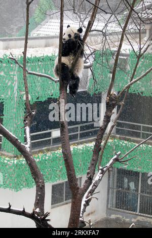 Bildnummer: 58956043  Datum: 29.12.2012  Copyright: imago/Xinhua (121229) -- NANJING, Dec. 29, 2012 (Xinhua) -- A giant panda sits on the top of a tree in snow in Nanjing Hongshan Forest Zoo in Nanjing, capital of east China s Jiangsu Province, Dec. 29, 2012. (Xinhua/Sun Zhongnan) (zn) CHINA-JIANGSU-NANJING-ZOO-GIANT PANDA (CN) PUBLICATIONxNOTxINxCHN Gesellschaft Tiere Winter x0x xub 2012 hoch premiumd      58956043 Date 29 12 2012 Copyright Imago XINHUA  Nanjing DEC 29 2012 XINHUA a Giant Panda sits ON The Top of a Tree in Snow in Nanjing Hong Shan Forest Zoo in Nanjing Capital of East China Stock Photo