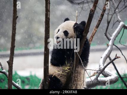 Bildnummer: 58956047 Datum: 29.12.2012 Copyright: imago/Xinhua (121229) -- NANJING, 29. Dezember 2012 (Xinhua) -- Ein riesiger Panda sitzt auf einem Baum im Schnee im Nanjing Hongshan Forest Zoo in Nanjing, Hauptstadt der ostchinesischen Provinz Jiangsu, 29. Dezember 2012. (Xinhua/Sun zhongnan) (zn) CHINA-JIANGSU-NANJING-ZOO-RIESE PANDA (CN) PUBLICATIONxNOTxINxCHN Gesellschaft Tiere Winter x0x xub 2012 quer 58956047 Datum 29 12 2012 Copyright Imago XINHUA Nanjing DEC 29 2012 XINHUA A Giant Panda sitzt AUF einem Baum im Schnee im Nanjing Hong Shan Forest Zoo in Nanjing Hauptstadt von Ostchina Provinz Jiangsu DEC 29 2012 Stockfoto