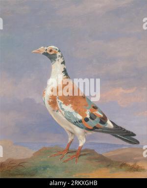 Studies of carrier pigeon 1837 by Dean Wolstenholme the younger Stock Photo