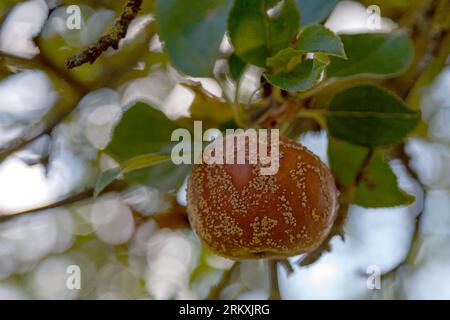 Nahaufnahme eines verfaulten Apfels auf einem Baumzweig. Stockfoto