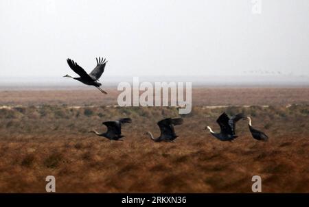 Bildnummer: 59006342 Datum: 09.01.2013 Copyright: imago/Xinhua (130110) -- JIUJIANG, 9. Januar 2013 (Xinhua) -- eine Herde von Kranichen mit Kapuze (Grus monacha), eine von Chinas Klasse-I-staatlich geschützten Arten, werden im Shahu-Feuchtgebiet des Poyang-Sees in der Stadt Jiujiang, Ostchinesische Provinz Jiangxi, 9. Januar 2013, gesehen. (Xinhua/Fu Jianbin) (lx) CHINA-JIUJIANG-CRANE (CN) PUBLICATIONxNOTxINxCHN Gesellschaft Natur Tiere Vögel xjh x0x 2013 quer 59006342 Datum 09 01 2013 Copyright Imago XINHUA Jiujiang Jan 9 2013 XINHUA eine Herde von Kranichen mit Kapuze Grus monacha eine von China S Klasse I State Protected Specie Stockfoto