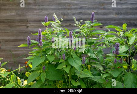Violett blühender Agastache vor hölzernem Hintergrund Stockfoto