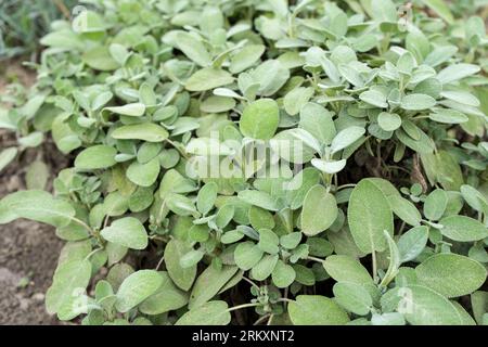 Detailaufnahme einer Salbeipflanze Salvia officinalis im Garten Stockfoto