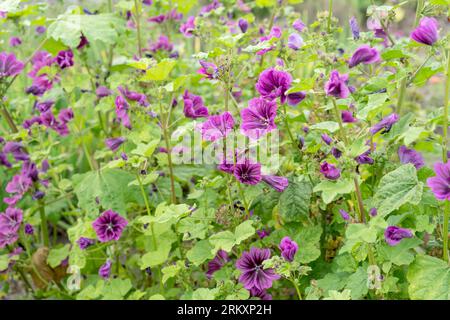 Detailaufnahme von lila blühenden Malvenpflanzen im Garten Stockfoto
