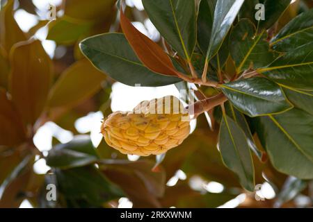 Frucht der Magnolie, einer großen Gattung von etwa 210 blühenden Pflanzenarten in der Unterfamilie Magnolioideae der Familie Magnoliaceae. Stockfoto