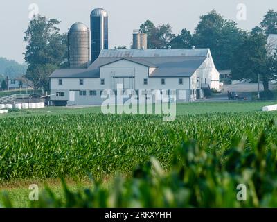 Eine traditionelle Scheune und Silo in Lancaster, Pennsylvania. Ein Amish-Pferd und -Buggy runden die einzigartige Umgebung zwischen Sommerkulturen ab. Stockfoto