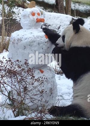 Bildnummer: 59114579  Datum: 19.01.2013  Copyright: imago/Xinhua EDINBURGH, Jan. 2013 - Photo released by the Edinburgh Zoo shows China s female giant panda Tian Tian , or Sweetie, playing with a snowman at the Edinburgh Zoo in Scotland, Britain, on Jan. 19, 2013. Tian Tian and male giant panda Yang Guang , arrived at the zoo in December 2011 and will stay in Edinburgh for 10 years under a research cooperation agreement signed between China and Britain in early 2011. (Xinhua/Edinburgh Zoo) (zw) BRITAIN-SCOTLAND-EDINBURGH-GIANT PANDA PUBLICATIONxNOTxINxCHN Gesellschaft Tier Panda Schneemann kur Stock Photo