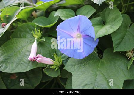 Ipomoea tricolor, der mexikanische Morgenglück oder gerade Morgenglück, ist eine Art blühender Pflanze in der Familie Convolvulaceae. Hochwertige Fotos Stockfoto