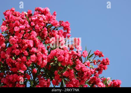 Nerium Oleander, meist als Oleander oder nerium bekannt, ist ein Sträucher oder Kleinbaum, der weltweit in gemäßigten Gebieten angebaut wird. Stockfoto