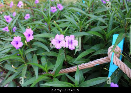 Ruellia simplex, die mexikanische Petunia, mexikanische Bluebell oder Britton's wilde Petunia, ist eine Art der blühenden Pflanze in der Familie Acanthaceae. Stockfoto