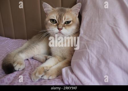 Die Burmilla ist eine Rasse von Hauskatzen, die 1981 aus dem Vereinigten Königreich stammte. Es ist eine Kreuzung zwischen den Chinchilla Persian und den burmesischen Katzen. Stockfoto