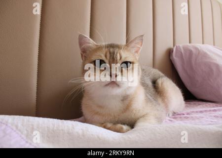 Die Burmilla ist eine Rasse von Hauskatzen, die 1981 aus dem Vereinigten Königreich stammte. Es ist eine Kreuzung zwischen den Chinchilla Persian und den burmesischen Katzen. Stockfoto
