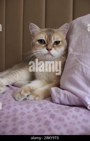 Die Burmilla ist eine Rasse von Hauskatzen, die 1981 aus dem Vereinigten Königreich stammte. Es ist eine Kreuzung zwischen den Chinchilla Persian und den burmesischen Katzen. Stockfoto