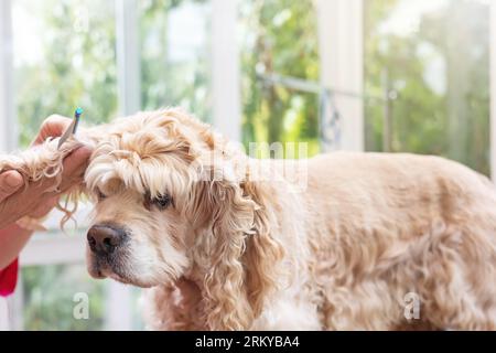 Der amerikanische Cocker Spaniel, der auf dem Tisch steht, kämmt die Ohren. Horizontal. Stockfoto