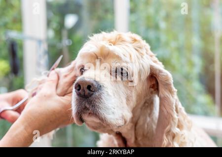 Ohrenpflege bei American Cocker Spaniel Close-up. Horizontal. Stockfoto