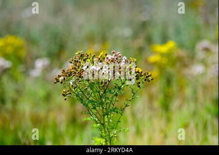 Ragkrautblüten auf einem Feld von Wildblumen und Unkräutern. Stockfoto