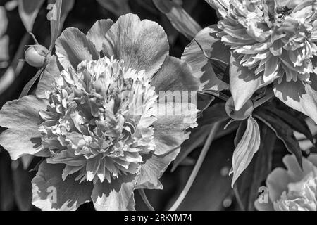 Foto Pfingstrose (lat. Paeónia) - Gattung der krautigen Stauden. Die einzige Gattung der Familie Pfingstrose (Paeoniaceae). Gartenblumen Stockfoto