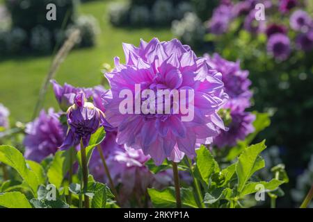 Die Dahlia (Name: Lila Pauline) im Dahliengarten Baden Baden nahe der lichtentaler Allee. Baden Baden, Baden Württemberg, Deutschland Stockfoto