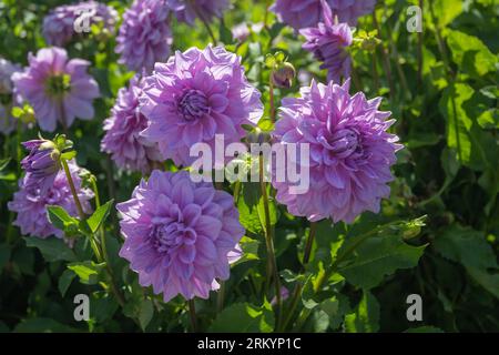 Die Dahlia (Name: Lila Pauline) im Dahliengarten Baden Baden nahe der lichtentaler Allee. Baden Baden, Baden Württemberg, Deutschland Stockfoto