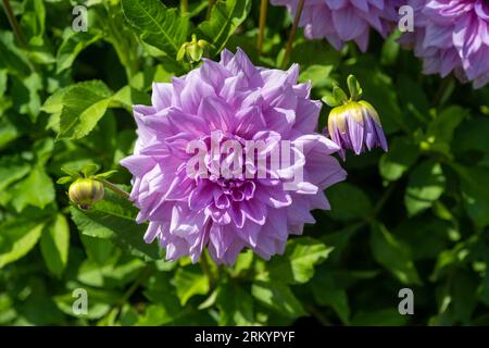 Die Dahlia (Name: Lila Pauline) im Dahliengarten Baden Baden nahe der lichtentaler Allee. Baden Baden, Baden Württemberg, Deutschland Stockfoto