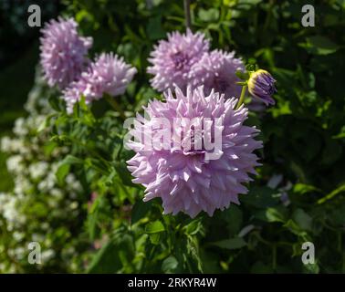 Die Dahlia (Name: Almand's Joy) im Dahliengarten Baden Baden nahe der lichtentaler Allee. Baden Baden, Baden Württemberg, Deutschland Stockfoto