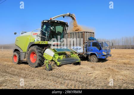 LUANNAN COUNTY, Provinz Hebei, China - 13. März 2020: Landmaschinen beim Zerkleinern von Stroh und Transport, Nordchinesische Ebene. Stockfoto