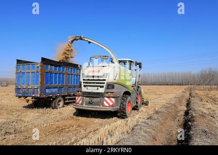 LUANNAN COUNTY, Provinz Hebei, China - 13. März 2020: Landmaschinen beim Zerkleinern von Stroh und Transport, Nordchinesische Ebene. Stockfoto