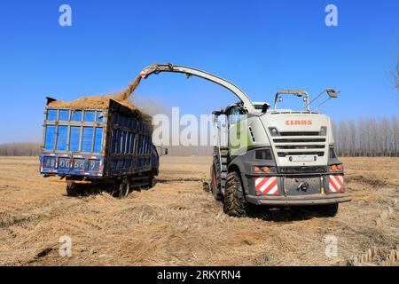 LUANNAN COUNTY, Provinz Hebei, China - 13. März 2020: Landmaschinen beim Zerkleinern von Stroh und Transport, Nordchinesische Ebene. Stockfoto