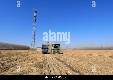 LUANNAN COUNTY, Provinz Hebei, China - 13. März 2020: Landmaschinen beim Zerkleinern von Stroh und Transport, Nordchinesische Ebene. Stockfoto