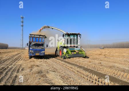 LUANNAN COUNTY, Provinz Hebei, China - 13. März 2020: Landmaschinen beim Zerkleinern von Stroh und Transport, Nordchinesische Ebene. Stockfoto