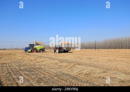 LUANNAN COUNTY, Provinz Hebei, China - 13. März 2020: Landmaschinen beim Zerkleinern von Stroh und Transport, Nordchinesische Ebene. Stockfoto