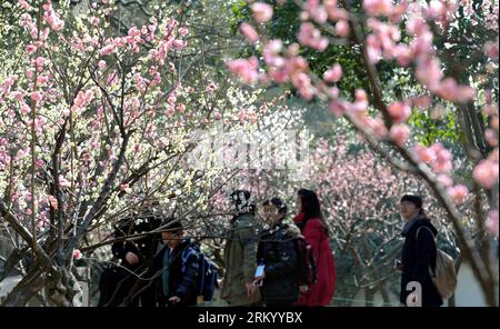 Bildnummer: 59294230  Datum: 03.03.2013  Copyright: imago/Xinhua (130303) -- SUZHOU, March 3, 2013 (Xinhua) -- Visitors view plum blossoms at the Huqiu scenic area in Suzhou, east China s Jiangsu Province, March 3, 2013. (Xinhua/Hang Xingwei) (ry) CHINA-JIANGSU-SUZHOU-PLUM BLOSSOMS (CN) PUBLICATIONxNOTxINxCHN Gesellschaft Jahreszeit Frühling Baum Blüte blühen xas x0x 2013 quer      59294230 Date 03 03 2013 Copyright Imago XINHUA  Suzhou March 3 2013 XINHUA Visitors View PLUM Blossoms AT The Huqiu Scenic Area in Suzhou East China S Jiangsu Province March 3 2013 XINHUA Slope Xingwei Ry China Jia Stockfoto