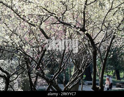 Bildnummer: 59294229  Datum: 03.03.2013  Copyright: imago/Xinhua (130303) -- SUZHOU, March 3, 2013 (Xinhua) -- Visitors view plum blossoms at the Huqiu scenic area in Suzhou, east China s Jiangsu Province, March 3, 2013. (Xinhua/Hang Xingwei) (ry) CHINA-JIANGSU-SUZHOU-PLUM BLOSSOMS (CN) PUBLICATIONxNOTxINxCHN Gesellschaft Jahreszeit Frühling Baum Blüte blühen xas x0x 2013 quer      59294229 Date 03 03 2013 Copyright Imago XINHUA  Suzhou March 3 2013 XINHUA Visitors View PLUM Blossoms AT The Huqiu Scenic Area in Suzhou East China S Jiangsu Province March 3 2013 XINHUA Slope Xingwei Ry China Jia Stockfoto
