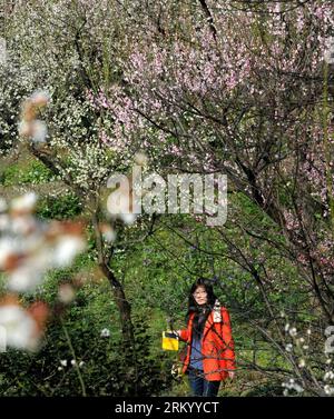 Bildnummer: 59294228  Datum: 03.03.2013  Copyright: imago/Xinhua (130303) -- SUZHOU, March 3, 2013 (Xinhua) -- A visitor views plum blossoms at the Huqiu scenic area in Suzhou, east China s Jiangsu Province, March 3, 2013. (Xinhua/Hang Xingwei) (ry) CHINA-JIANGSU-SUZHOU-PLUM BLOSSOMS (CN) PUBLICATIONxNOTxINxCHN Gesellschaft Jahreszeit Frühling Baum Blüte blühen xas x0x 2013 quadrat      59294228 Date 03 03 2013 Copyright Imago XINHUA  Suzhou March 3 2013 XINHUA a Visitor Views PLUM Blossoms AT The Huqiu Scenic Area in Suzhou East China S Jiangsu Province March 3 2013 XINHUA Slope Xingwei Ry Ch Stockfoto